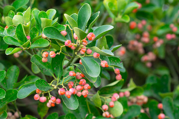 Japanese Spindle Tree Fruits in Winter, natural background of green leaves of Euonymus japonicus....