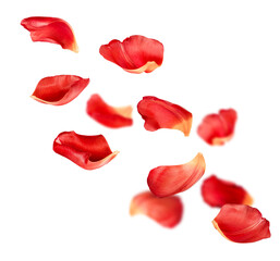 falling red rose petals isolated on white background