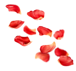 Poster falling red rose petals isolated on white background © Ирина Гутыряк