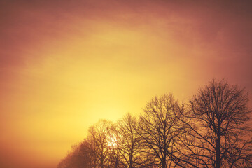 Fototapeta na wymiar Silhouette of bare trees in early misty morning