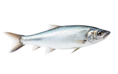 Zelfklevend Fotobehang Herring fish isolated on transparent background. © Tayyab Imtiaz