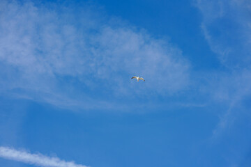 A flying seagull against a clear blue sky, isolated on sky background. High quality photo
