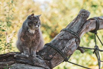 Handsome fluffy cat sitting on the tree trunk