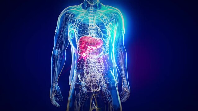 Abstract 3d anatomy view of the liver