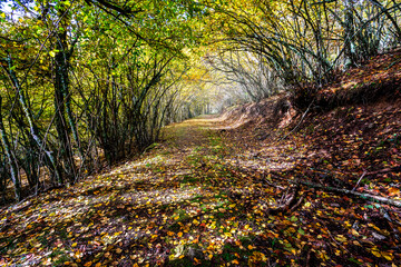 Camino en la Dehesa de Somosierra.