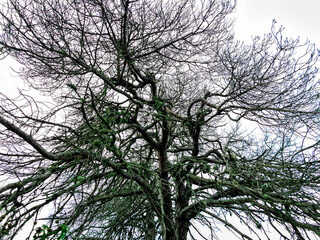 Dry conifer with moss. Madrid.
