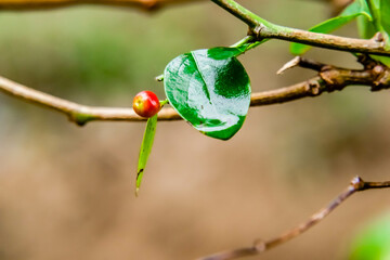 Front shot of a water on leaf with defocused berry in background.