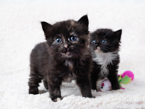 Two spotted kittens