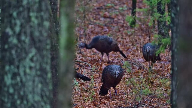 Group of wild Turkeys foraging for food in Autumn woods on a rainy morning in the southern Piedmont of North Carolina.