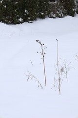 plants sticking out from the snow