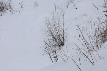 Fototapeta na wymiar plants in the snow