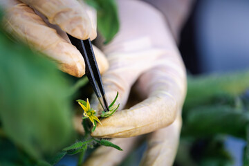 Agricultural Innovation Human Breeding of Plants through Stamens Removal by Farmers