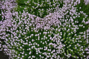 texture of spring garden small purple and pink flowers flowers field flowers, spring day. Close-up