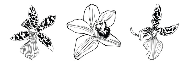 Line Orchids Cymbidium Flowers. Flora and Isolated Botany Plants set with Petals. Tropical exotic line flower illustration.