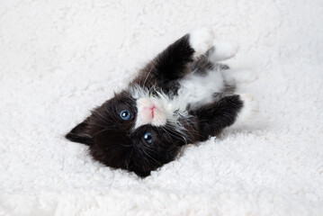 Cute kitten lying