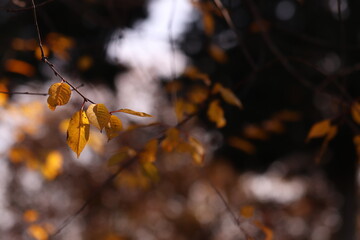 foglie gialle nel bosco in autunno