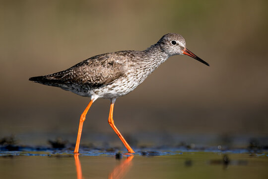 Wetlands common redshank bird in Ciudad Real, Spain wading through water