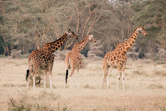 Kenyan Giraffes Roaming in Natural Habitat