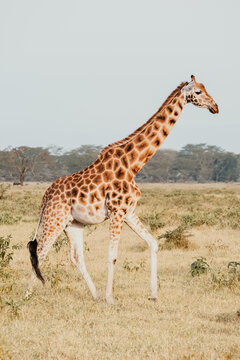 Kenyan Giraffe roaming in Samburu & Masai Mara