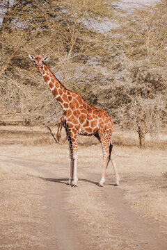 Kenyan Giraffe in Samburu & Masai Mara