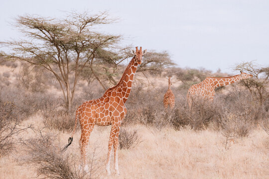 Kenyan giraffes in natural habitat at Samburu & Masai Mara