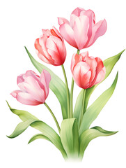 Fototapeta premium Soft pink watercolor tulips isolated on white background