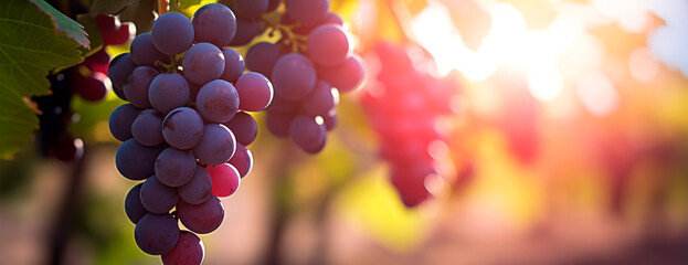 Red grape bunch on blurred vineyard background with copy space