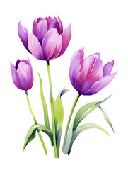 Purple watercolor tulips isolated on white background