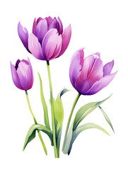Naklejka premium Purple watercolor tulips isolated on white background