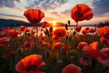 Fotobehang Golden hour reverie poppy field bathed in sunset, spring session photos © Ingenious Buddy 