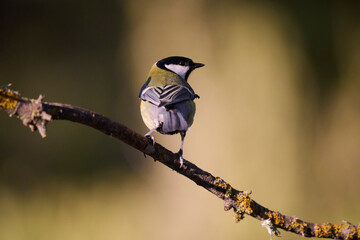 Elegant bird perched on a mossy branch in nature