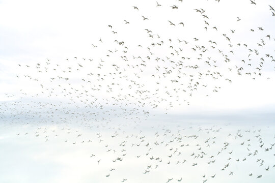 Flock of birds flying in a tranquil sky