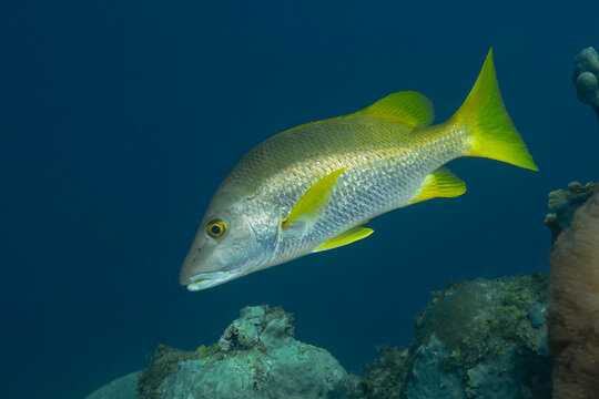 Yellow-tailed Snapper Fish Swimming near Coral Reef