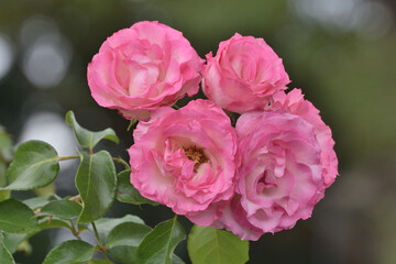 長居植物園のストロベリーアイス