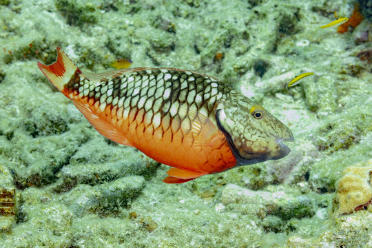 Colorful Parrotfish Swimming Over Coral Reef