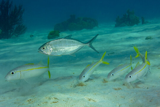 Serene underwater scene with school of yellowtail fish