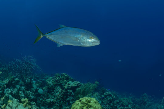 Solitary fish swimming in the tranquil ocean depths