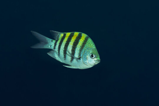 Striped tropical fish swimming in blue ocean water