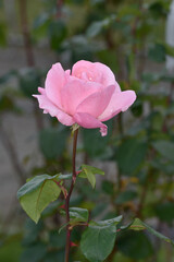 長居植物園のクイーン・エリザベス