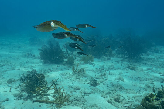 School of Squid Swimming Near Ocean Floor