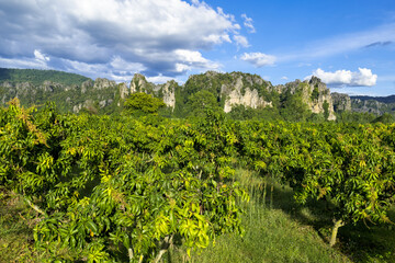 Fototapeta na wymiar Mango farm and limestone mountain range in Noen Maprang district, Phitsanulok, Thailand