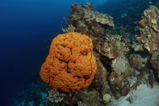 Orange sponge on a bustling coral reef ecosystem