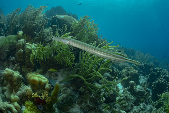 Cornetfish swimming above colorful coral reef