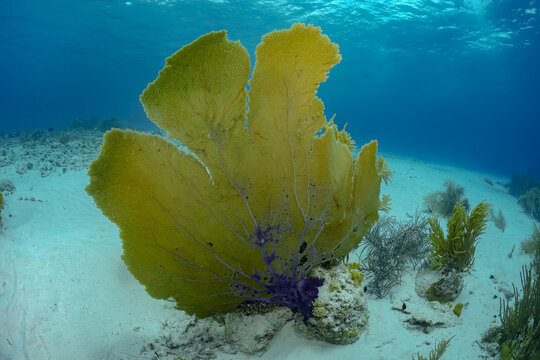 Vibrant yellow sea fan coral in its natural habitat