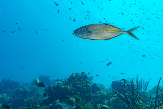 Tranquil underwater scene with a single fish and coral reef