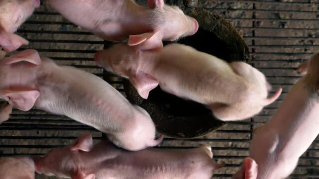 Top view of piglet cute newborn on the pig farm with other piglets, Close-up.4k video