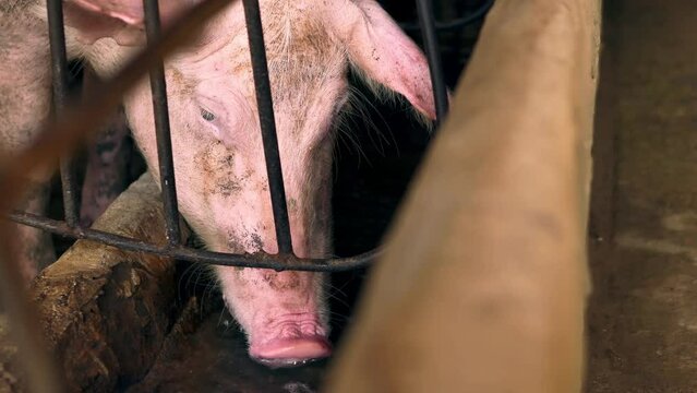 Close-up of a breeder pig drinking water after eating in a cage on a pig farm, Pig Breeding farm in swine business,4k