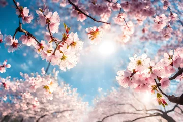 Rolgordijnen Flowering sakura trees against the sky © Arham