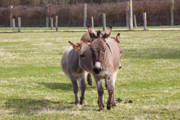 two funny donkeys in the petting zoo © Miroslawa Drozdowski