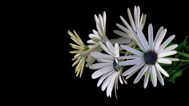Timelapse of white daisies blooming on black background. Easter, Birthday, Happy Women's Day, Mother's Day. Vertical video